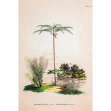 Lasttouch Tropical Serisi Tablo No:1