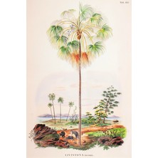 Lasttouch Tropical Serisi Tablo No:2