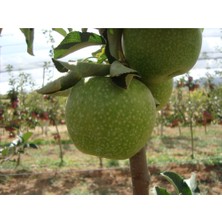 Turkuaz Fidancılık Granny Smith Elma Fidanı