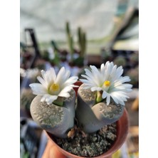 Embitki Lithops Taş Kaktüs