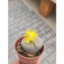 Embitki Lithops Taş Kaktüs