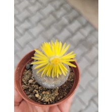 Embitki Lithops Taş Kaktüs