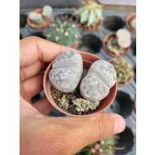 Embitki Lithops Taş Kaktüs