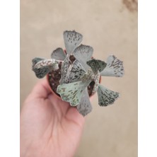 Embitki Cactus Kalanchoe Rhombopilosa Sukulent - Nadir Tür