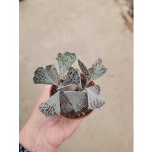 Embitki Cactus Kalanchoe Rhombopilosa Sukulent - Nadir Tür