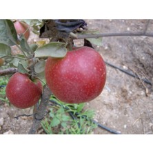 Turkuaz Fidancılık Summer Red Elma Fidanı