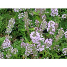 Yeşil Yapraklı  Kekik Kokulu kekik (Thymus serpyllum)