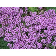 Yeşil Yapraklı  Kekik Kokulu kekik (Thymus serpyllum)