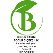 Bodur Tarım Bulancak 2 Yaşında Tam Bodur Doku Kültür Topraklı Tüplü Yabani Likaba Çalı Çileği Çilek Fidanı