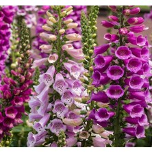 Digitalis ( Çoklu Tohum ) - 550 Tohum - Karışık Renk