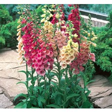 Digitalis ( Çoklu Tohum ) - 550 Tohum - Karışık Renk