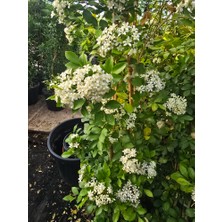 Murraya Paniculata, portakal çiçekli yasemin. Yoğun kokulu, 40-60 cm arası boyda.