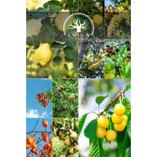 Kaplıca Fidancılık 10 Adet Karışık Meyve Fidanı Paket 14