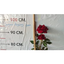 kırmızı gül fidanı saksılı (kokulu)