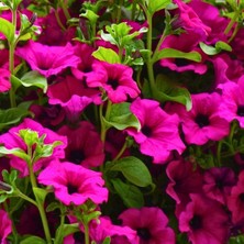 Tohumevi Pembe Kısa Petunya Tohumu -Petunia Multiflora Fire (100+ Tohum)