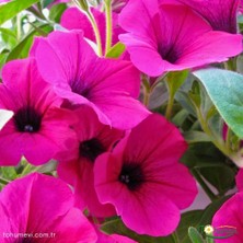 Tohumevi Pembe Kısa Petunya Tohumu -Petunia Multiflora Fire (100+ Tohum)