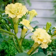 Tohumevi Datura Double Ballerina Yellow - Sarı Katmerli (15+ Tohum)