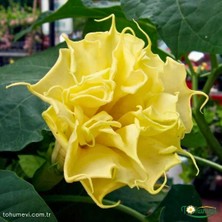 Tohumevi Datura Double Ballerina Yellow - Sarı Katmerli (15+ Tohum)