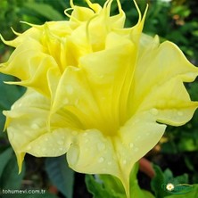 Tohumevi Datura Double Ballerina Yellow - Sarı Katmerli (15+ Tohum)