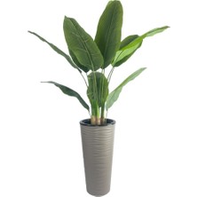 Yapay Starliçe Muz Ağacı Dore Kumsal Vazoda Muz Ağacı Yapay Starliçe 150CM 12 Yaprak