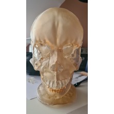 Anatomik Gerçek Boyutlu 18 Parça Manyetik Insan Kafatası Modeli
