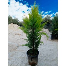 Aydoğdu Limoni Servi (Cupressus Macrocarpa Goldcrest) 1/1.5 Metre