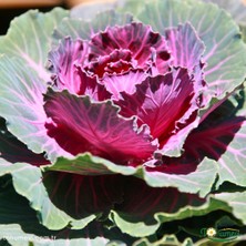 Tohum Evi Süs Lahanası Tohumu – Brassica Oleracea Aceohala (50+ Tohum)