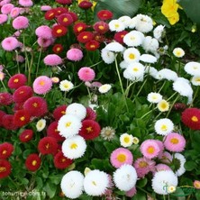 Tohum Evi Şeker Tabağı Çiçeği Tohumu - Bellis Perennis (60+ Tohum)