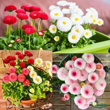 Tohum Evi Şeker Tabağı Çiçeği Tohumu - Bellis Perennis (60+ Tohum)