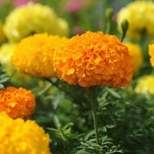 Kadife Çiçeği Tohumu - Tagetes Patula (30+ Tohum)