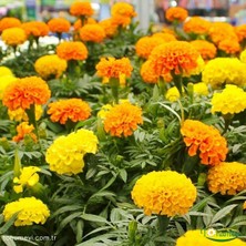 Kadife Çiçeği Tohumu - Tagetes Patula (30+ Tohum)