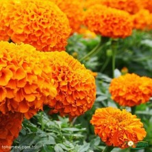 Kadife Çiçeği Tohumu - Tagetes Patula (30+ Tohum)