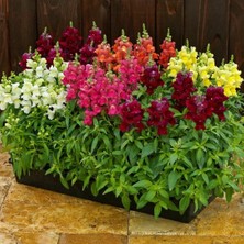 Aslanağzı Çiçeği - Antirrhinum Majus Tohumu (100+ Tohum)