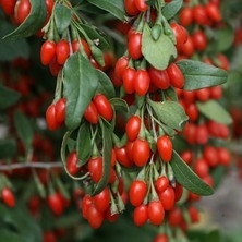 Bodur Tarım Bulancak Doku Kültürü Tam Bodur 2 Yaşında Tüplü Gojiberry Meyve Fidanı