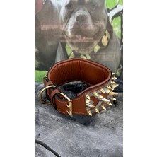 Ac Leather 8 cm Deri Köpek Boyun Tasması