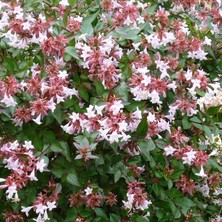 Anka Fidan Abelya-Büyük Çiçekli Kelebek Çalısı (Abelia Grandiflora 20-40 Cm)