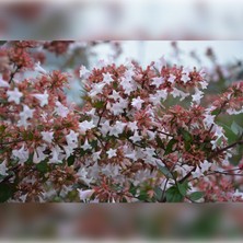 Anka Fidan Abelya-Büyük Çiçekli Kelebek Çalısı (Abelia Grandiflora 20-40 Cm)