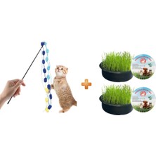 Sonrisa Pets Organik Kedi Çimi 2'li +  Çıngıraklı Kedi Oyun Oltası 50 cm