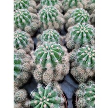 Embitki Echinopsis Kaktüs - Kaynana Topuzu 5.5 Saksıda