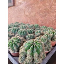 Embitki Echinopsis Kaktüs - Kaynana Topuzu 5.5 Saksıda