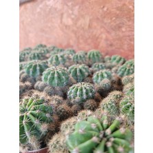 Embitki Echinopsis Kaktüs - Kaynana Topuzu 5.5 Saksıda