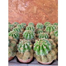 Embitki Echinopsis Kaktüs - Kaynana Topuzu 5.5 Saksıda