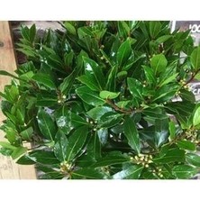 Defne Ağacı Fidanı 80-100 cm