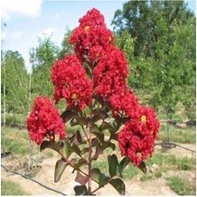 Bodur Oya Ağacı 30 -40 cm