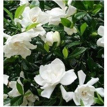 Gardenya Çiçeği Saksılı