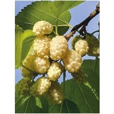 Dut Fidanı Beyaz Dut 2 Yaş Tüplü