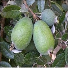 Tüplü Feijoa (Kaymak Ağacı) Fidanı