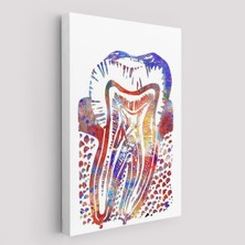 Limitless Design Suluboya Diş Anatomisi Tablosu