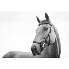 Limitless Design Beyaz At-White Horse Hd Baskı Kanvas Tablo