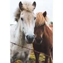 Limitless Design Kahve Ve Beyaz At White And Brown Horses Hd Baskı Kanvas Tablo